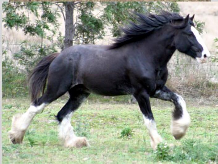 Clydesdale Horses